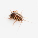 Best exterminator for roaches